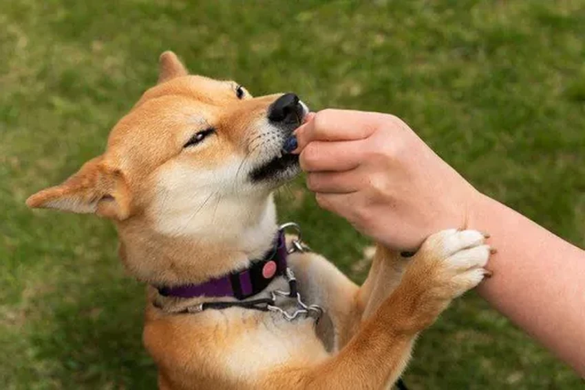 Правда ли собачья слюна лечит раны? Научный взгляд на лизоцим