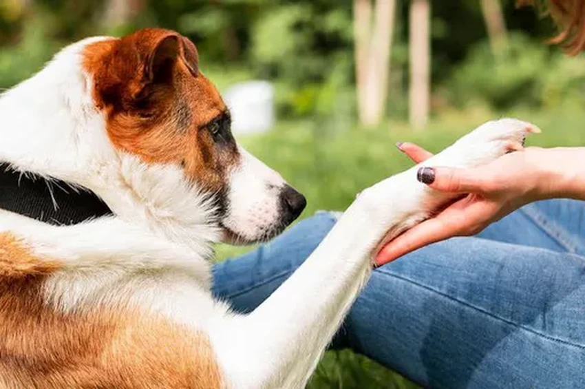 Правда ли собачья слюна лечит раны? Научный взгляд на лизоцим