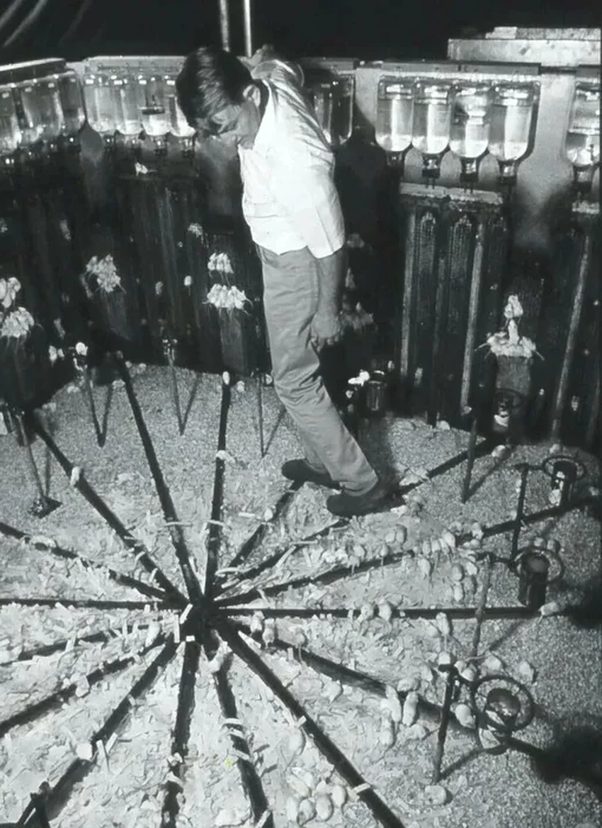 «Вселенная-25»: что погубит человечество в мире без проблем?