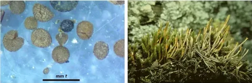 Гренландия без льда: когда в её центре цвели маки и росли деревья