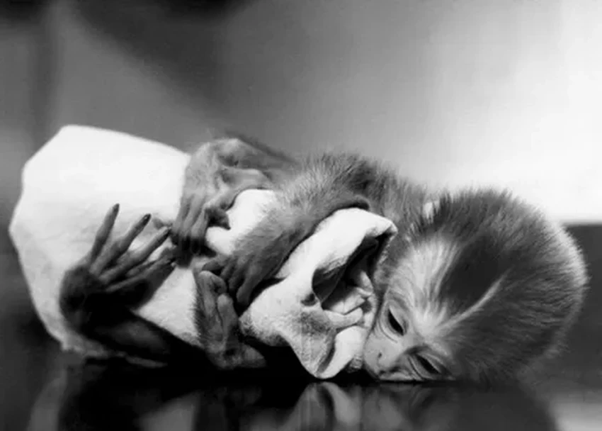 Гарри Харлоу: как жестокие опыты с обезьянами доказали важность любви