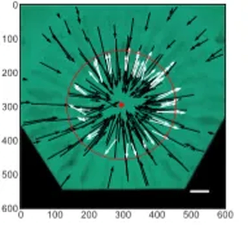 Зачем рыба фугу создает идеальные круги на песке? Секрет брачного ритуала