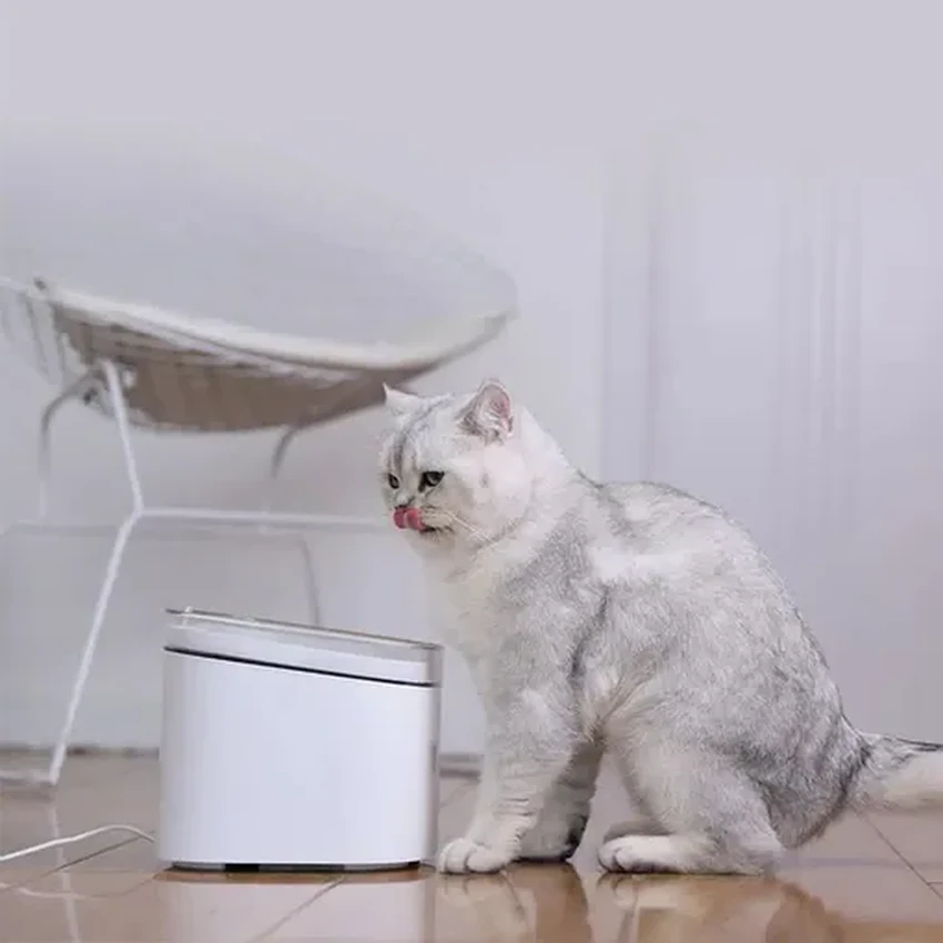 Умные гаджеты для питомцев: 5 устройств для ухода и развлечений