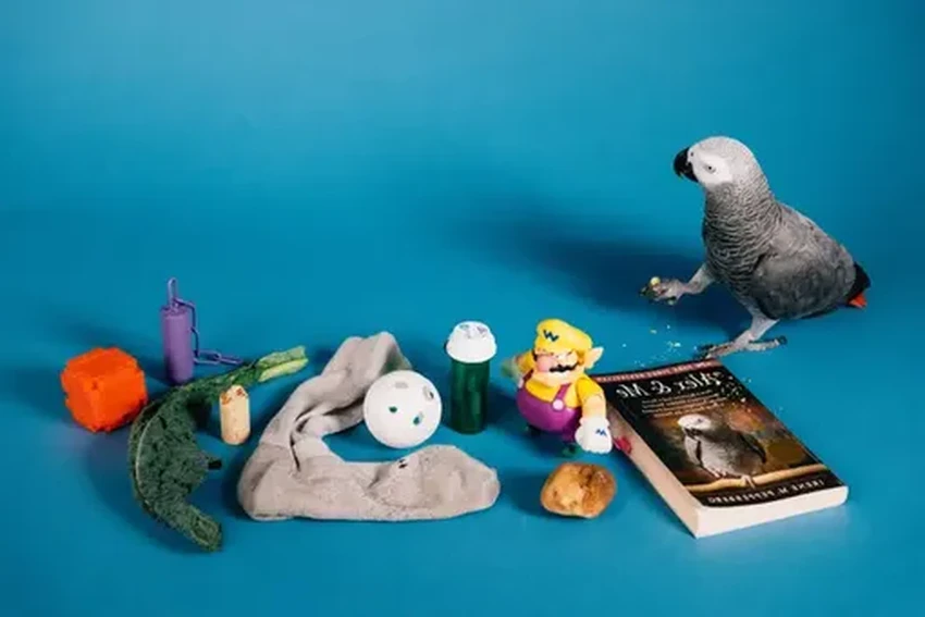 Попугай Аполлон поставил рекорд Гиннесса, назвав 12 предметов за три минуты