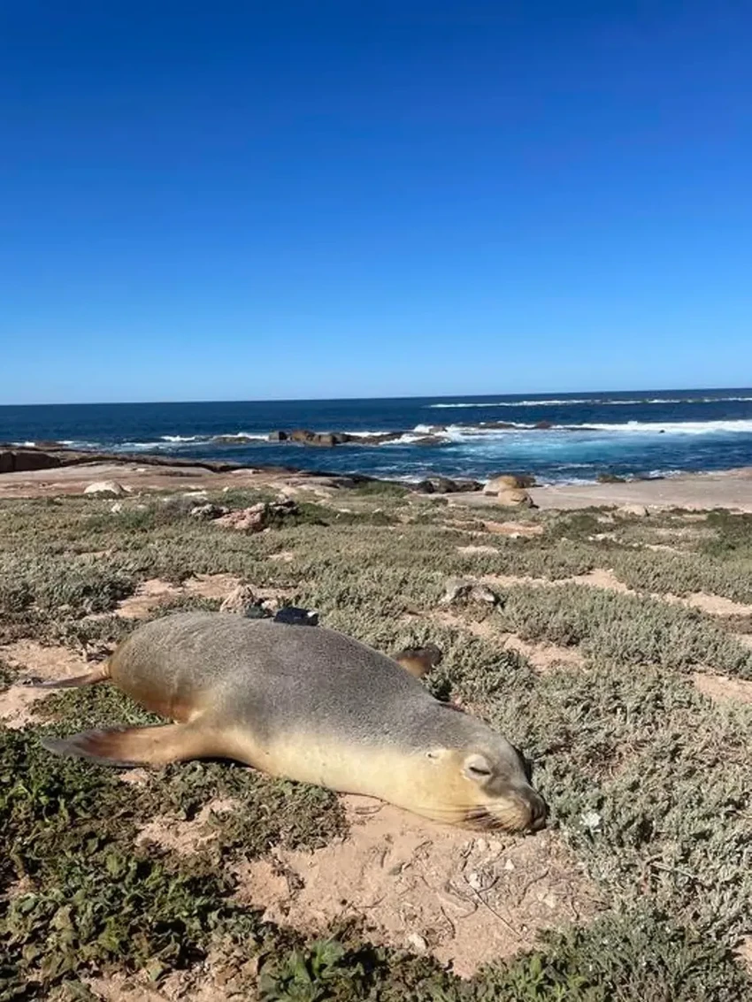 Ученые наняли морских львов как подводных операторов для съемки океанского дна