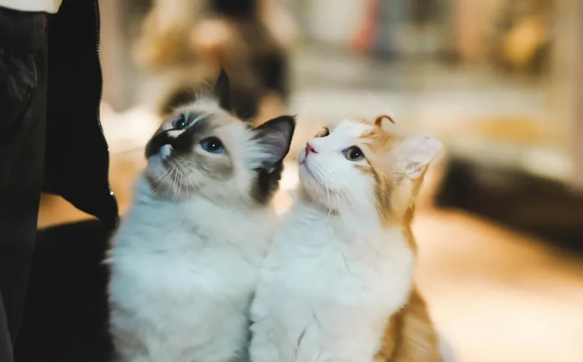 Ученые выяснили: кошки горюют, теряя друга-животного. Как проявляется их скорбь