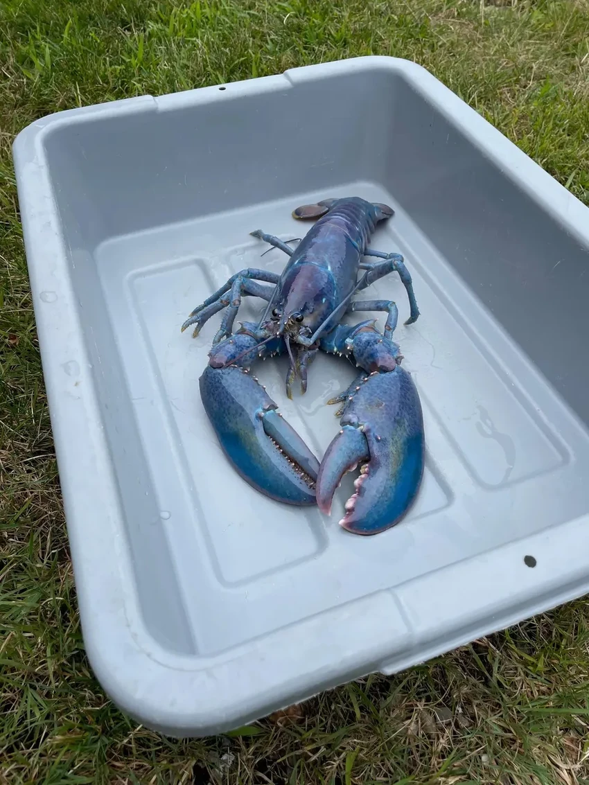 В США поймали уникального омара цвета сахарной ваты: шанс 1 на 100 миллионов