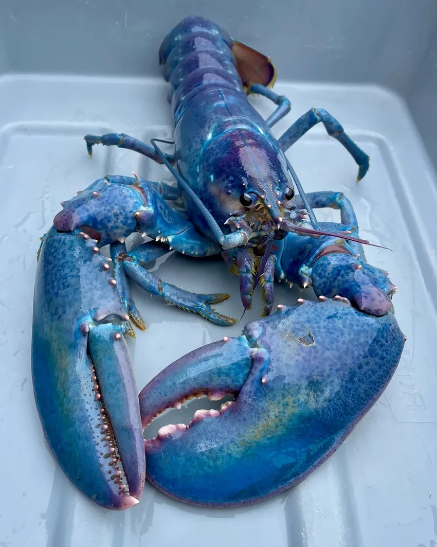 В США поймали уникального омара цвета сахарной ваты: шанс 1 на 100 миллионов