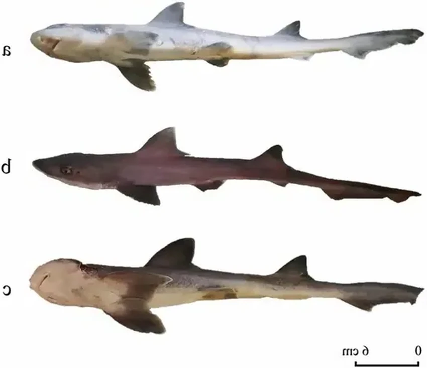 Учёные подтвердили: акулы размножаются без самцов благодаря партеногенезу