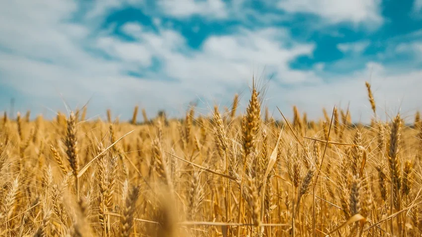 Полезная мука: от гречневой до кокосовой — обзор лучших видов для здоровья