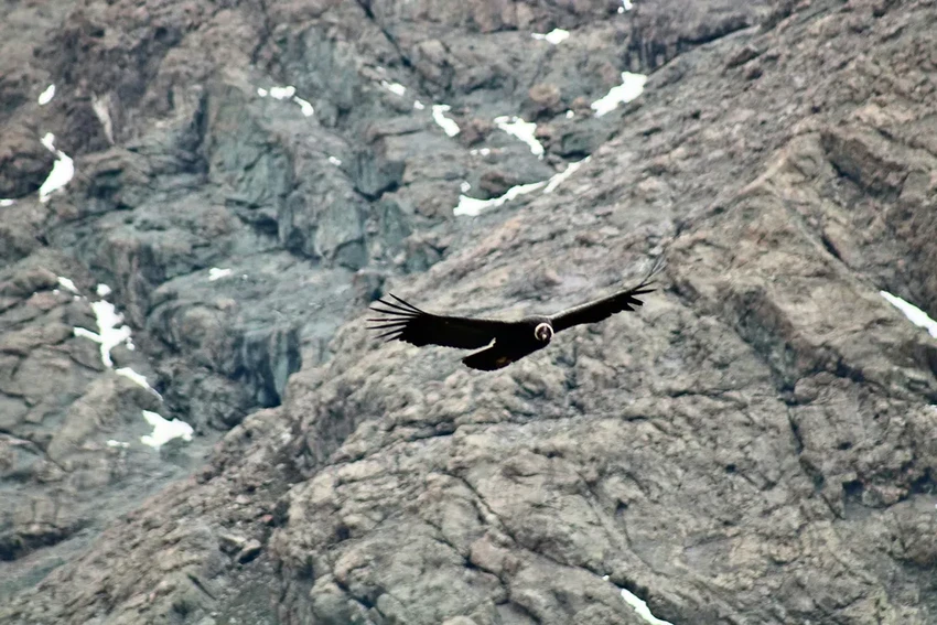 Ледники Анд тают: они стали меньше, чем за последние 11 700 лет