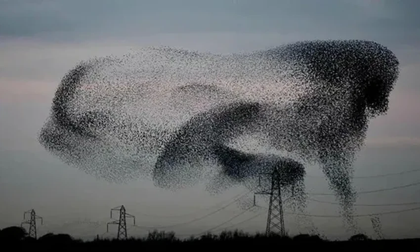 Как учёные учат дроны летать роем, наблюдая за птицами и пчёлами