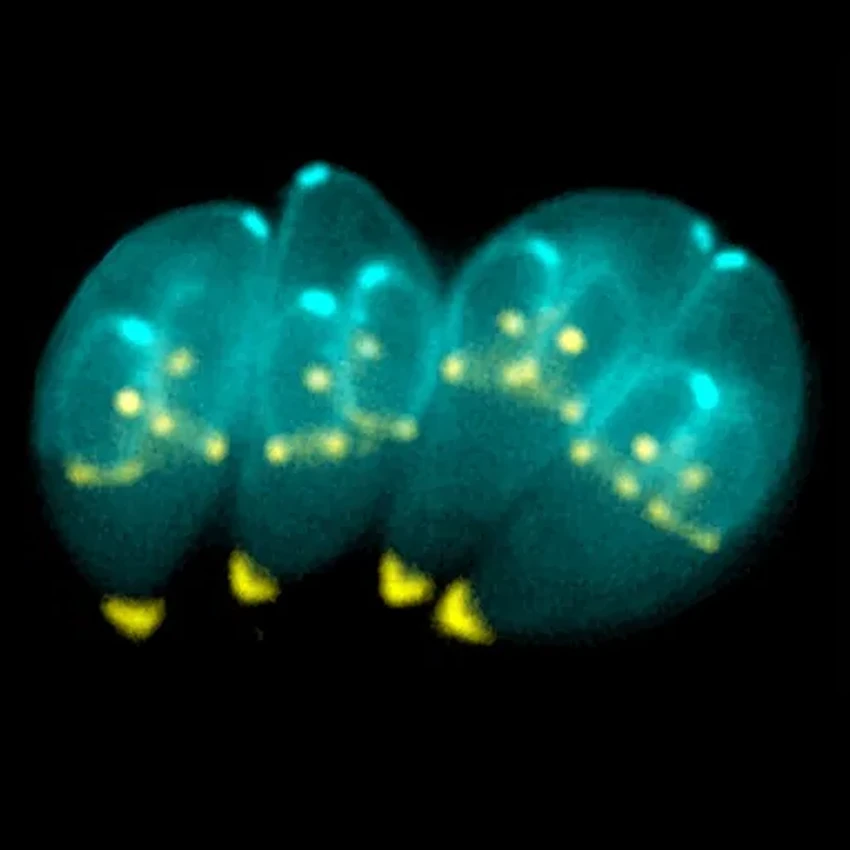 Паразит, который живёт в мозге: как он поможет лечить болезни?