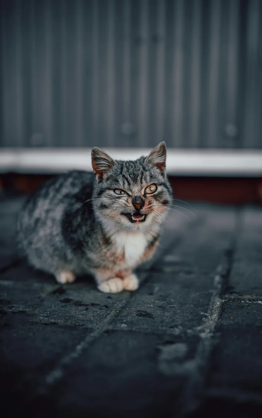 Паразит, который живёт в мозге: как он поможет лечить болезни?