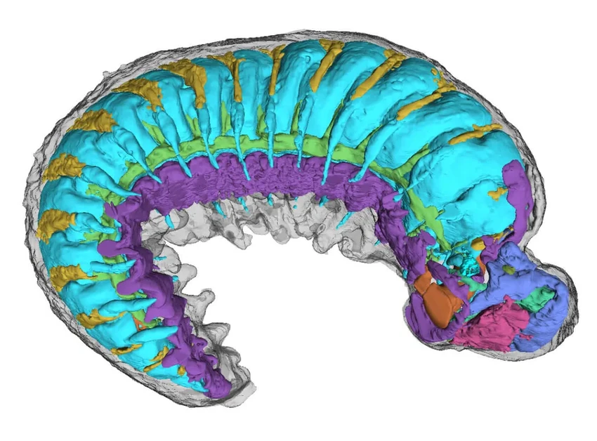 Обнаружен мозг возрастом 520 млн лет внутри древней окаменелой личинки