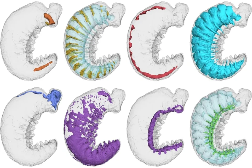Обнаружен мозг возрастом 520 млн лет внутри древней окаменелой личинки