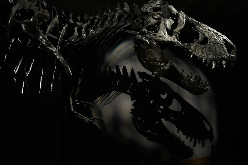 Сильные дожди в Бразилии обнажили скелет одного из древнейших динозавров