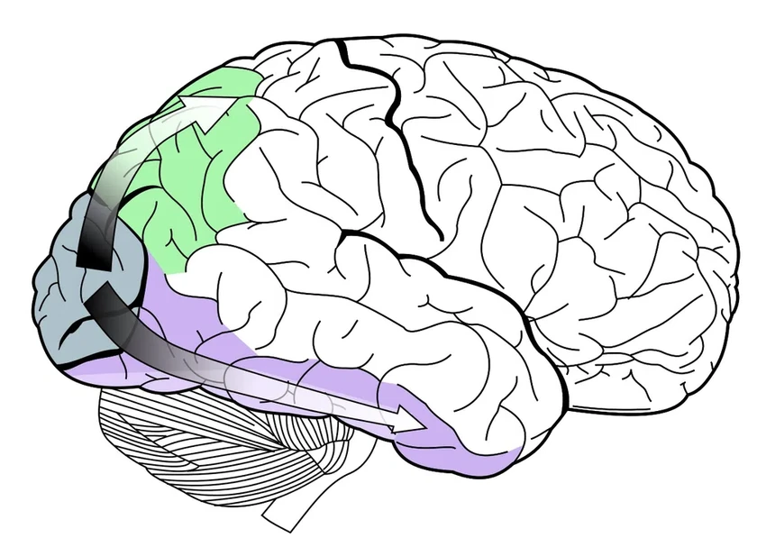 Как мозг слепых от рождения создаёт уникальные нейронные связи