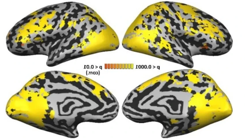 Как мозг слепых от рождения создаёт уникальные нейронные связи
