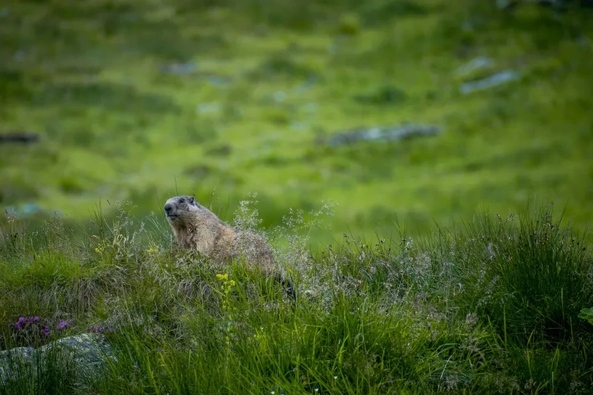 Люди заражают COVID-19 диких животных: данные нового исследования
