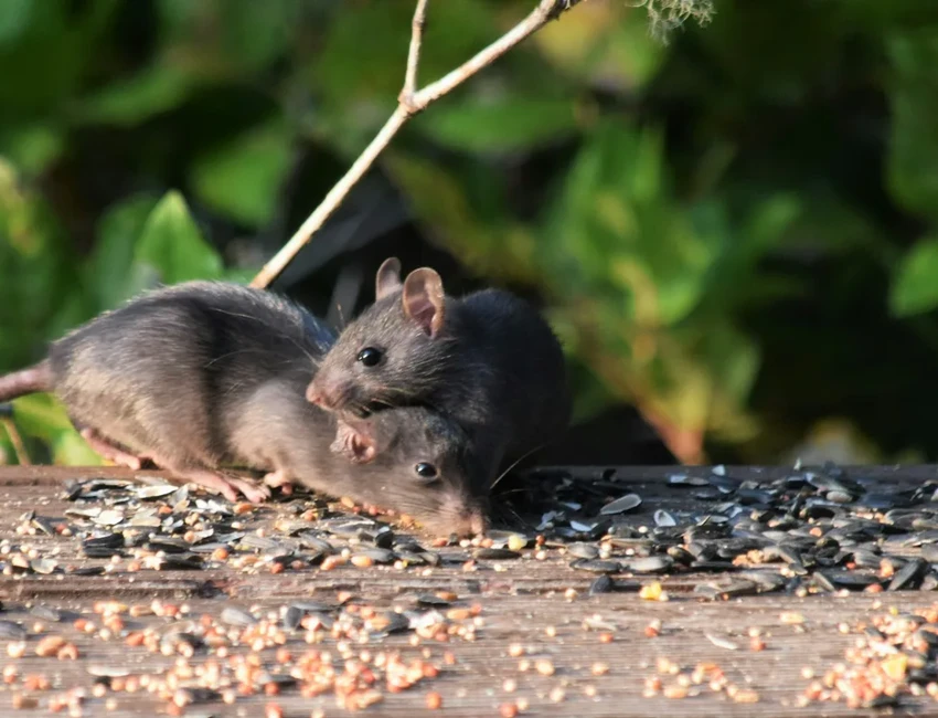 Люди заражают COVID-19 диких животных: данные нового исследования