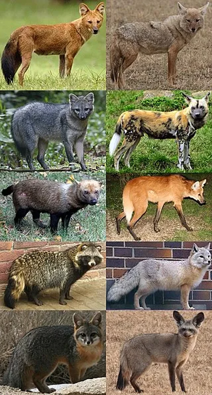 Одомашнивание уменьшило мозг собак: как человек повлиял на эволюцию питомцев