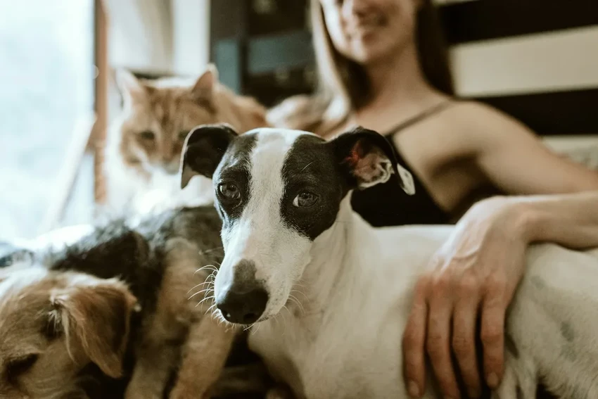 Одомашнивание уменьшило мозг собак: как человек повлиял на эволюцию питомцев