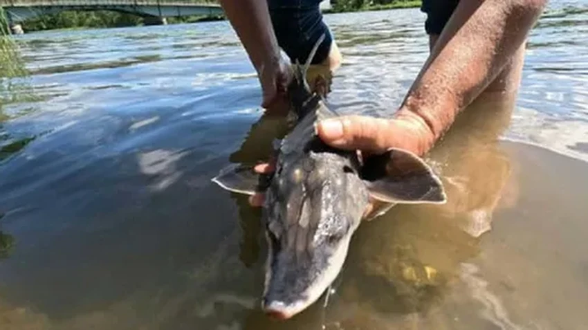 Возрождение рек Европы: как очистили Сену для Олимпиады в Париже