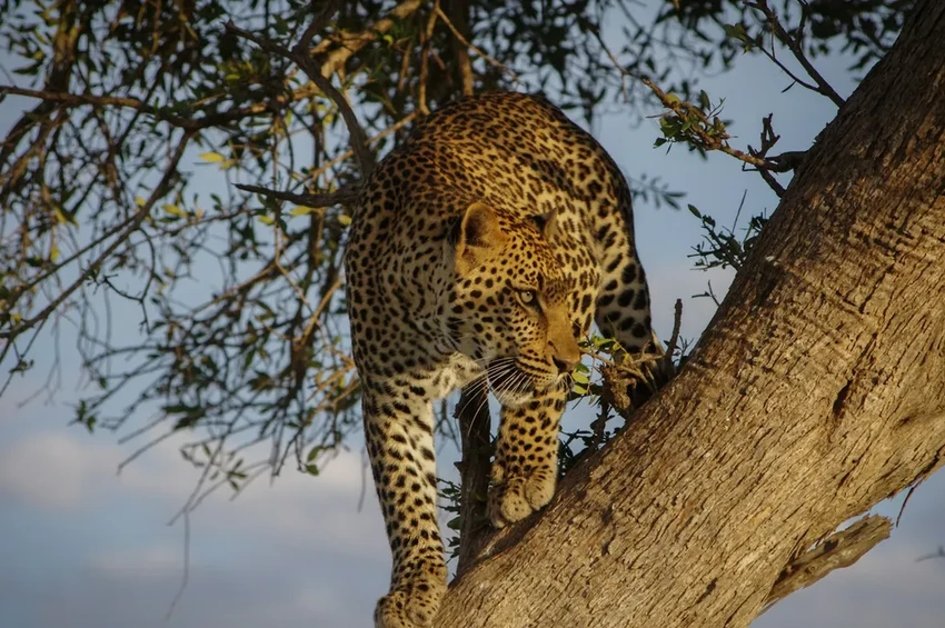 Древние рисунки Амазонки: какие животные жили рядом с людьми 12 500 лет назад