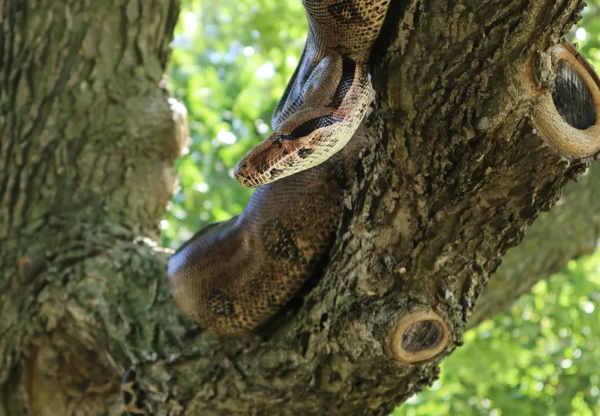 В Вайоминге нашли древних змей возрастом 38 млн лет: они погибли, сбившись в клубок