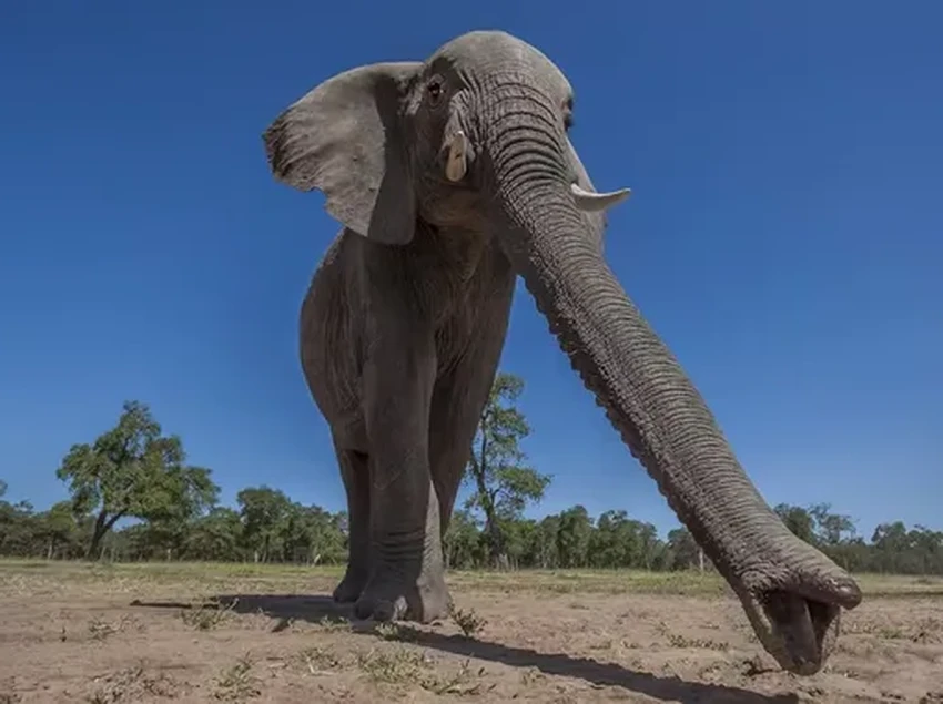 Секрет хобота: как слоны учат роботов мягкому захвату