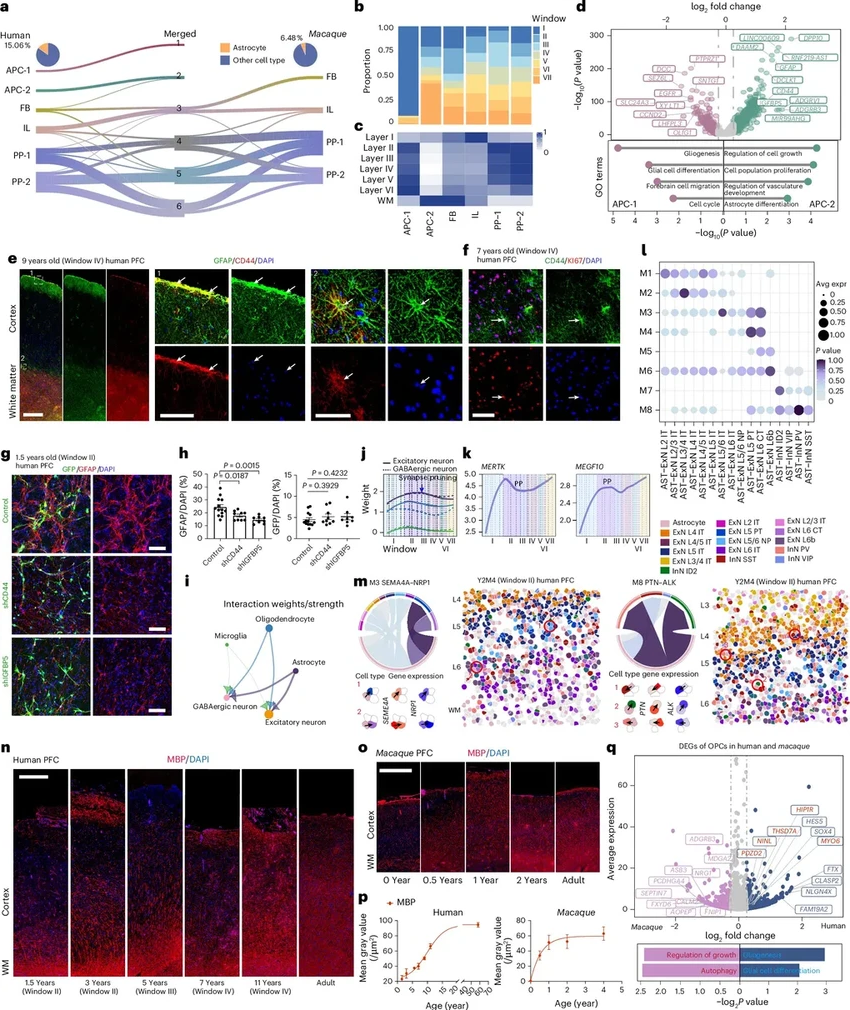 Зачем мозгу человека нужно так долго взрослеть по сравнению с обезьяной