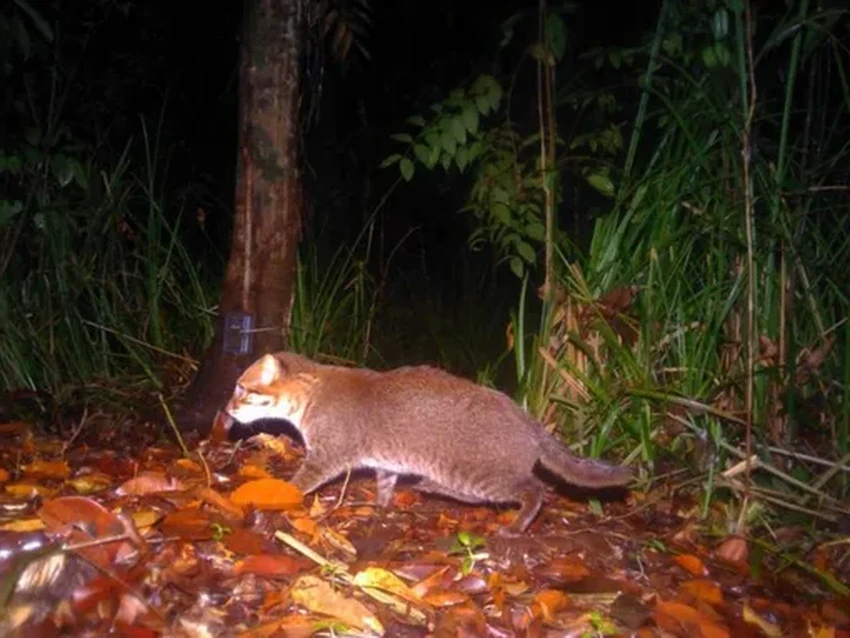 Суматранская кошка в Таиланде: первая встреча за 30 лет
