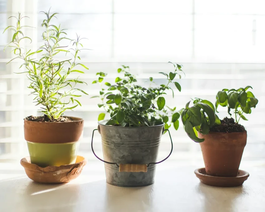 Как правильно очистить комнатные растения от пыли: 4 безопасных и эффективных способа