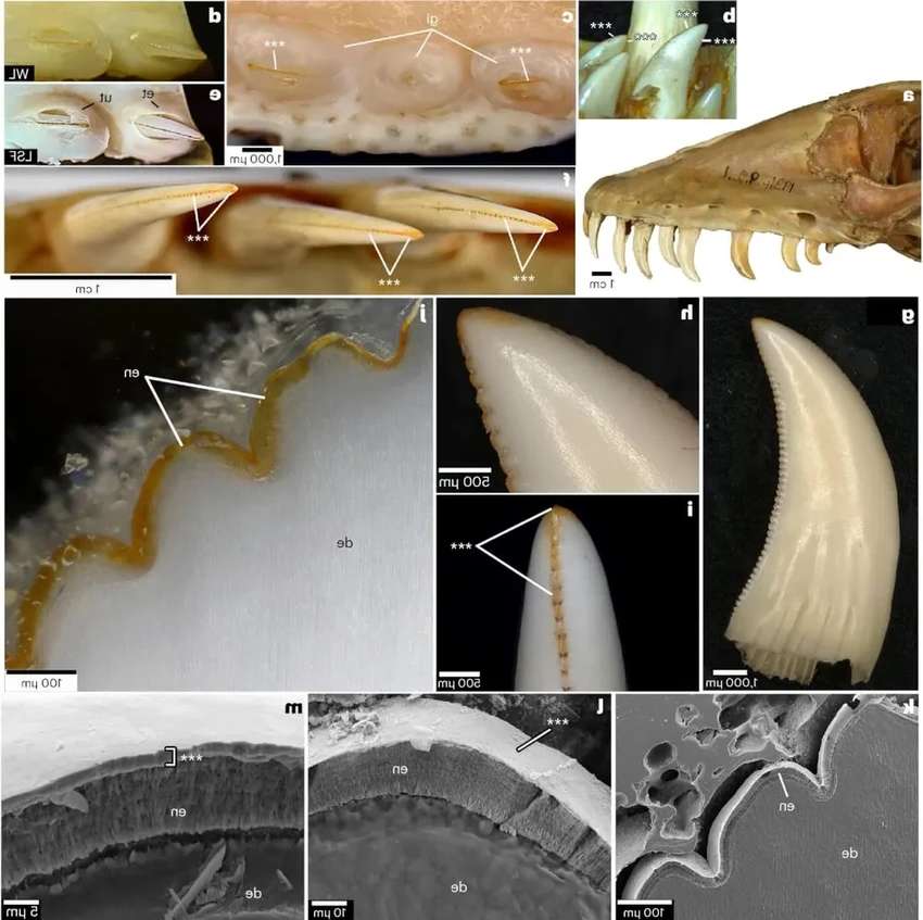 Комодские вараны: острые зубы с железным покрытием раскрыты