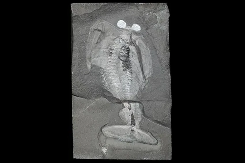 Odaraia alata: древнее существо, похожее на тако, которое плавало вверх ногами