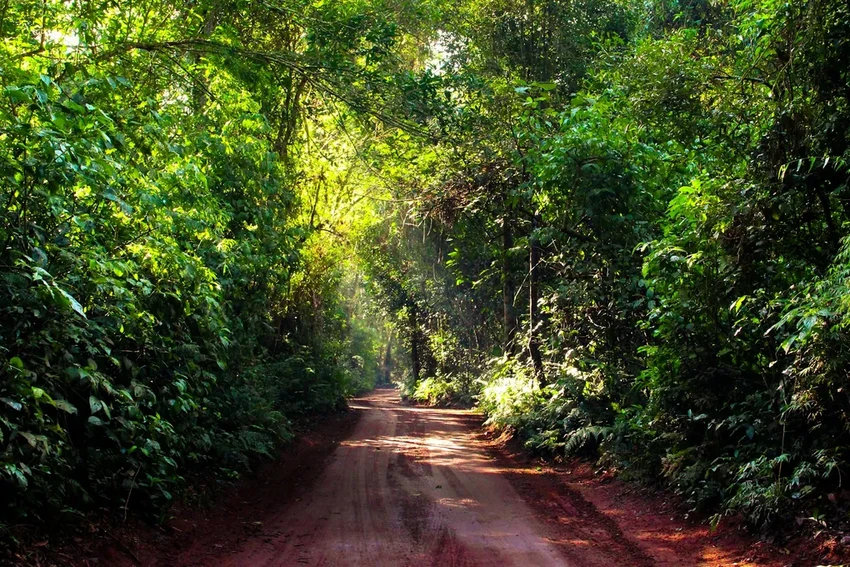 Леса в движении: как деревья в Бразилии спасаются от жары, мигрируя в горы