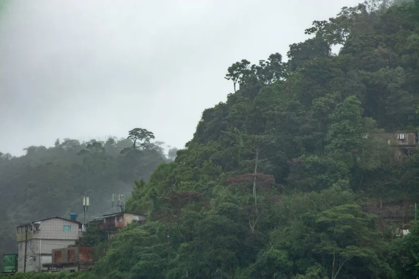 Леса в движении: как деревья в Бразилии спасаются от жары, мигрируя в горы