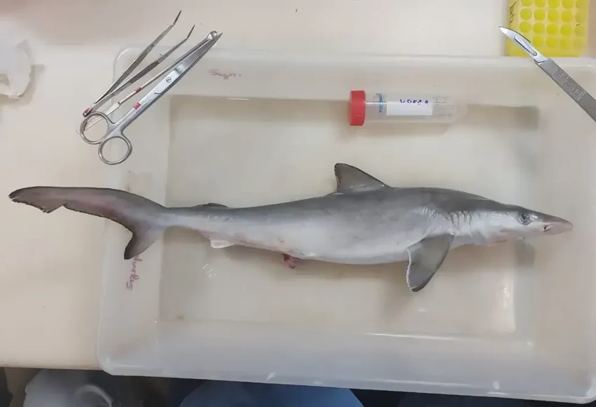 Акулы с кокаином: как наркотики из сточных вод попадают в океан