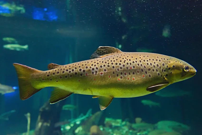 Акулы с кокаином: как наркотики из сточных вод попадают в океан