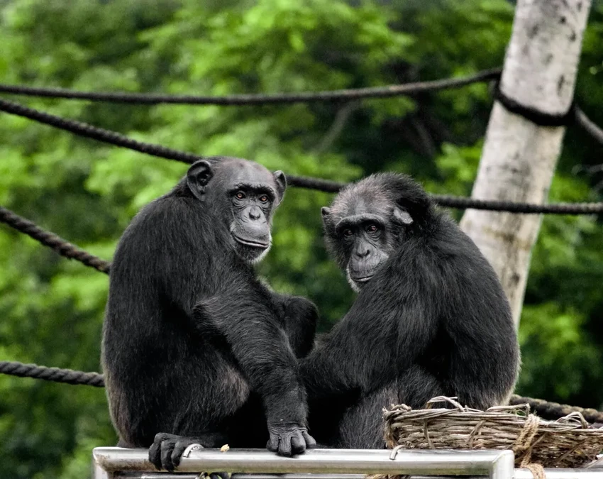 Шимпанзе ведут диалоги жестами: учёные нашли сходство с человеческой речью
