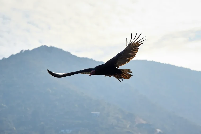 Вымирание грифов в Индии: как гибель птиц унесла жизни 500 000 человек