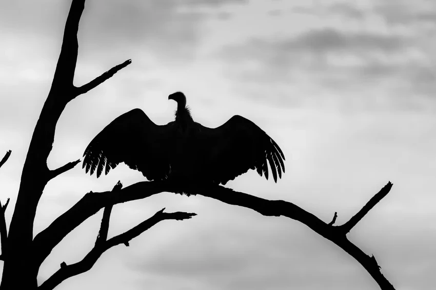 Вымирание грифов в Индии: как гибель птиц унесла жизни 500 000 человек