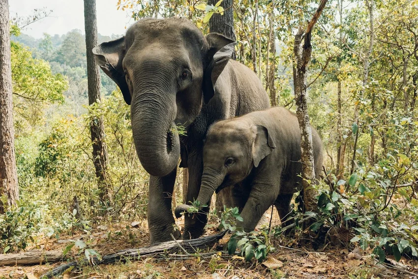Секрет слонов: как их хоровое урчание становится сигналом «пора уходить»