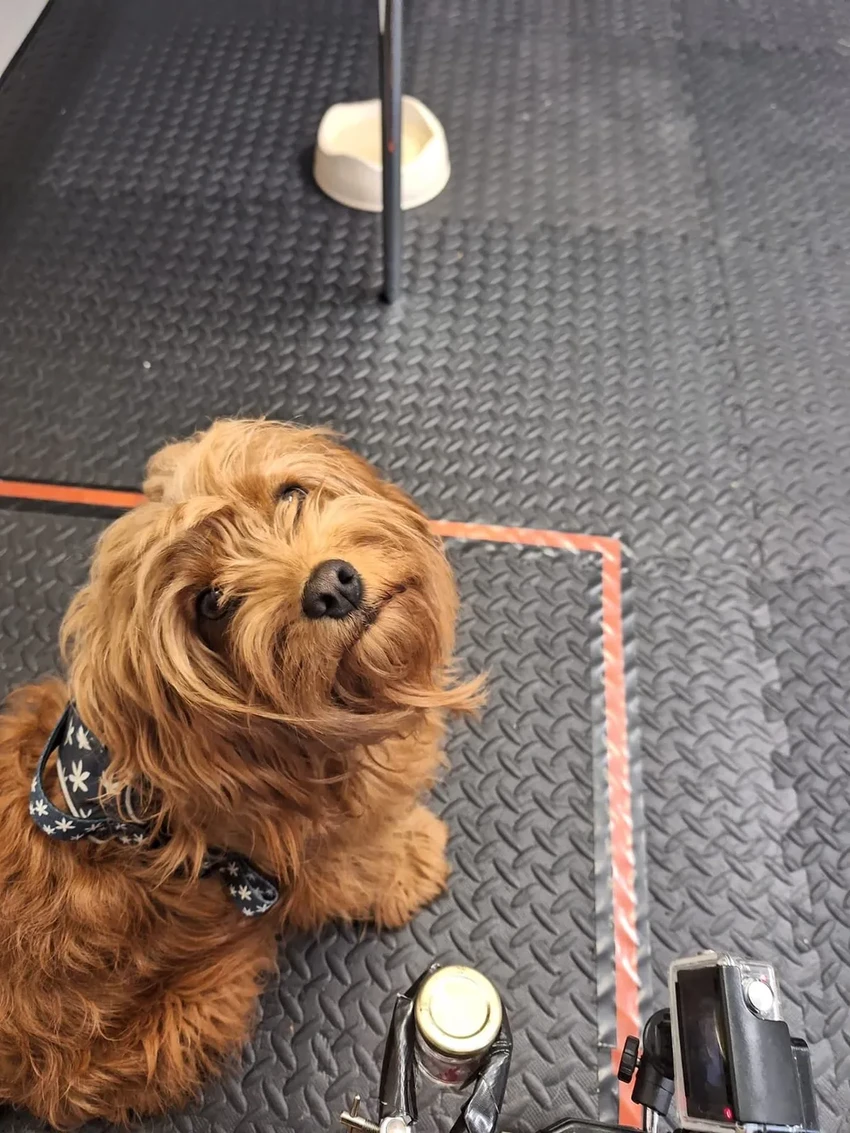 Как запах стресса влияет на собак: удивительные результаты исследования