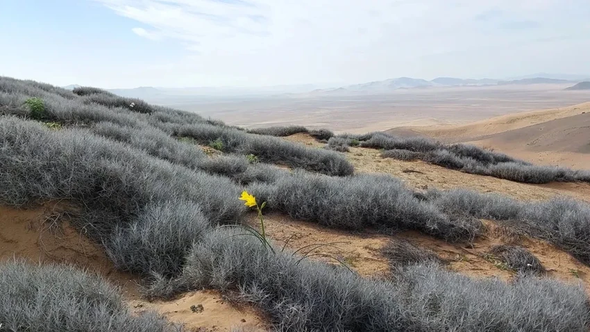 Пустыня Атакама зацвела зимой: почему это тревожный знак для экологии