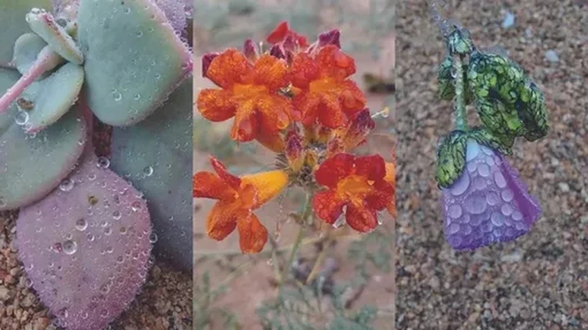 Пустыня Атакама зацвела зимой: почему это тревожный знак для экологии