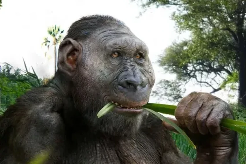 Почему мы, Homo sapiens, пережили всех своих родственников-гоминин?