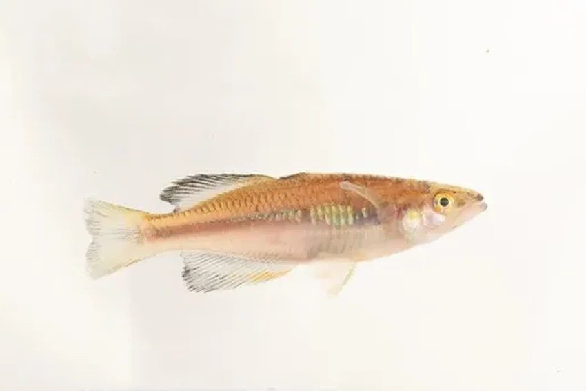 Ученые нашли на Мадагаскаре гигантскую многоножку, потерянную для науки 126 лет