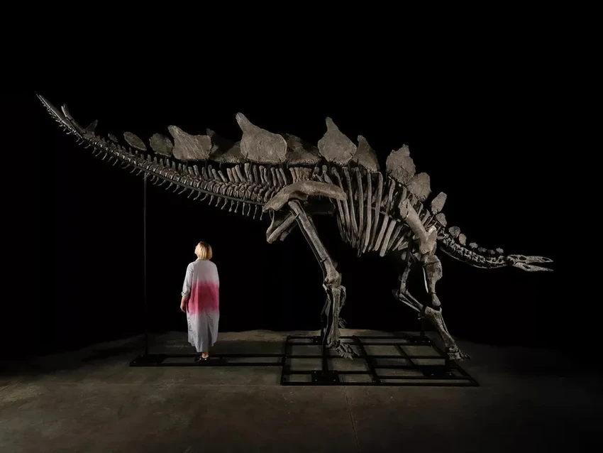 Самый дорогой динозавр: стегозавр Апекс продан за 44,6 млн